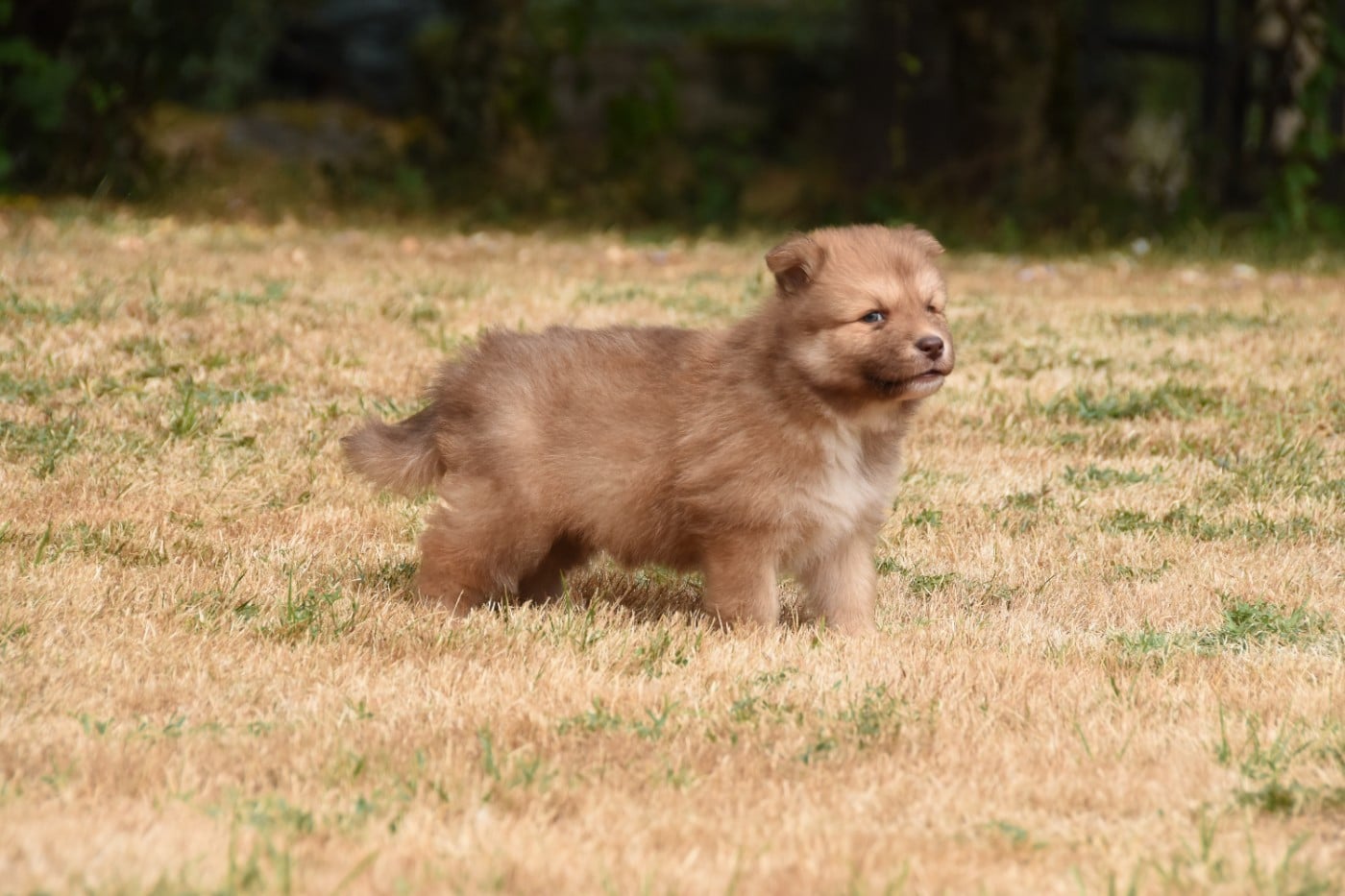Chiot N°3