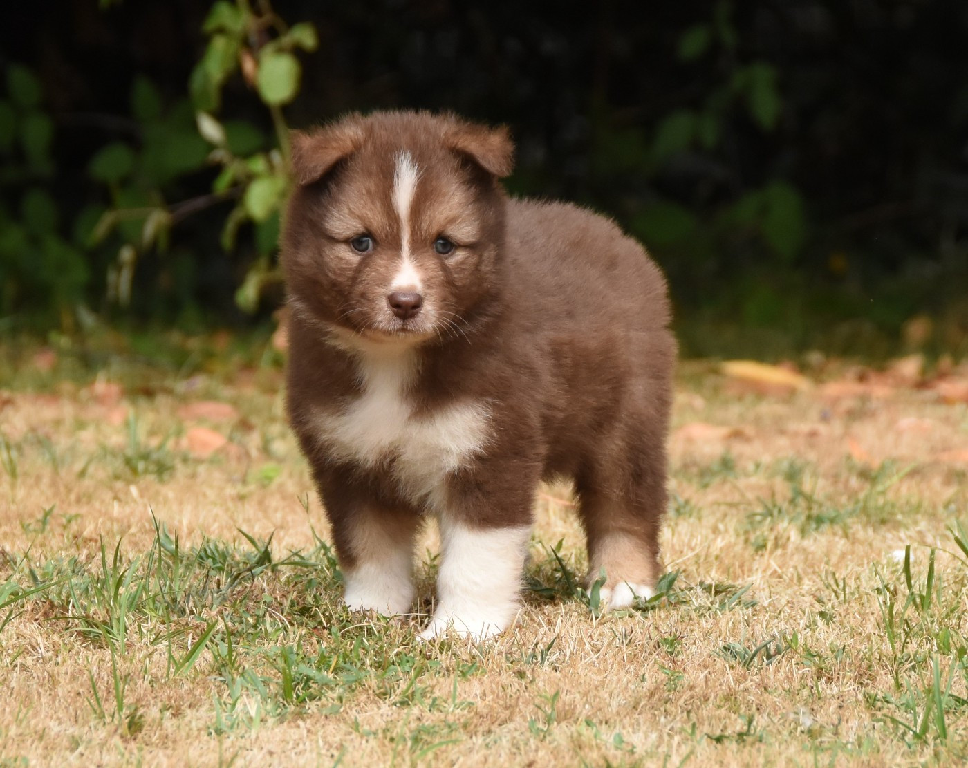 Chiot N°4