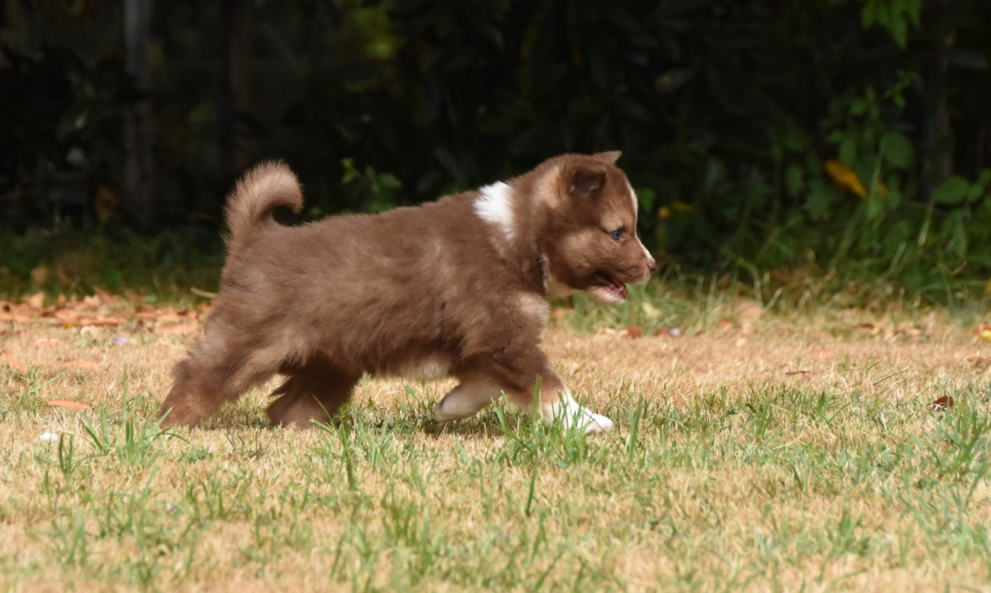 Chiot N°4