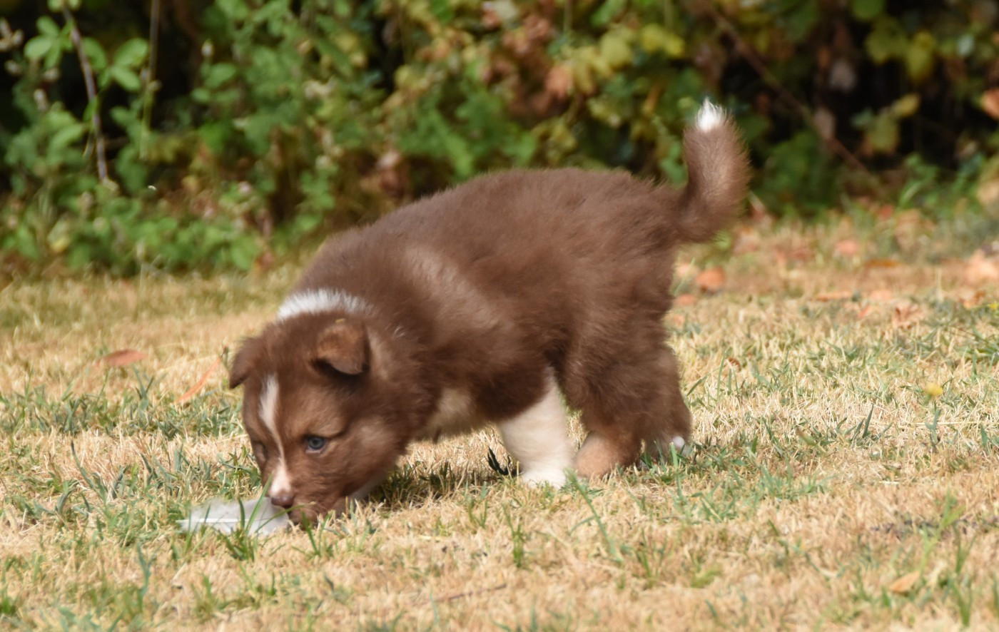 Chiot N°4