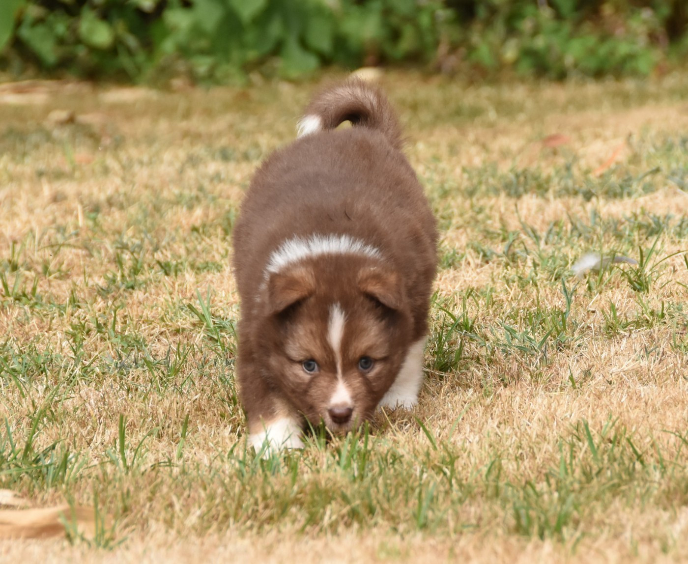 Chiot N°4