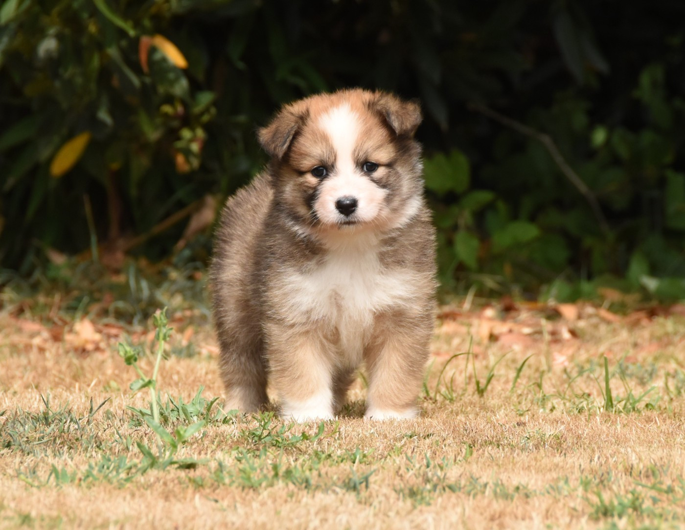 Chiot N°5