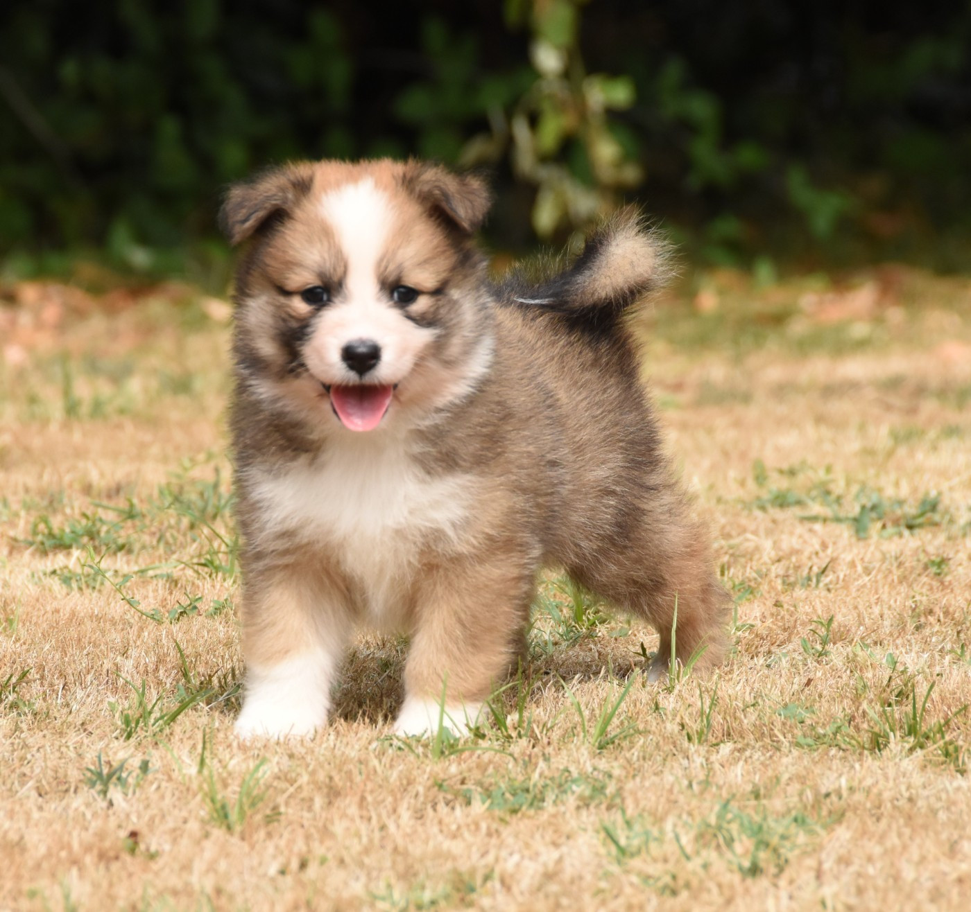 Chiot N°5