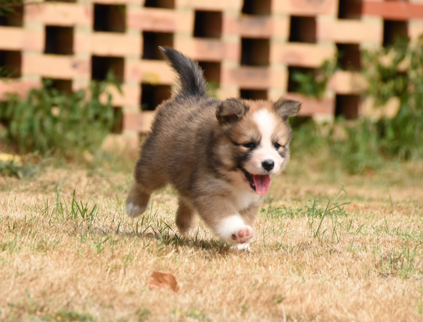 Chiot N°5