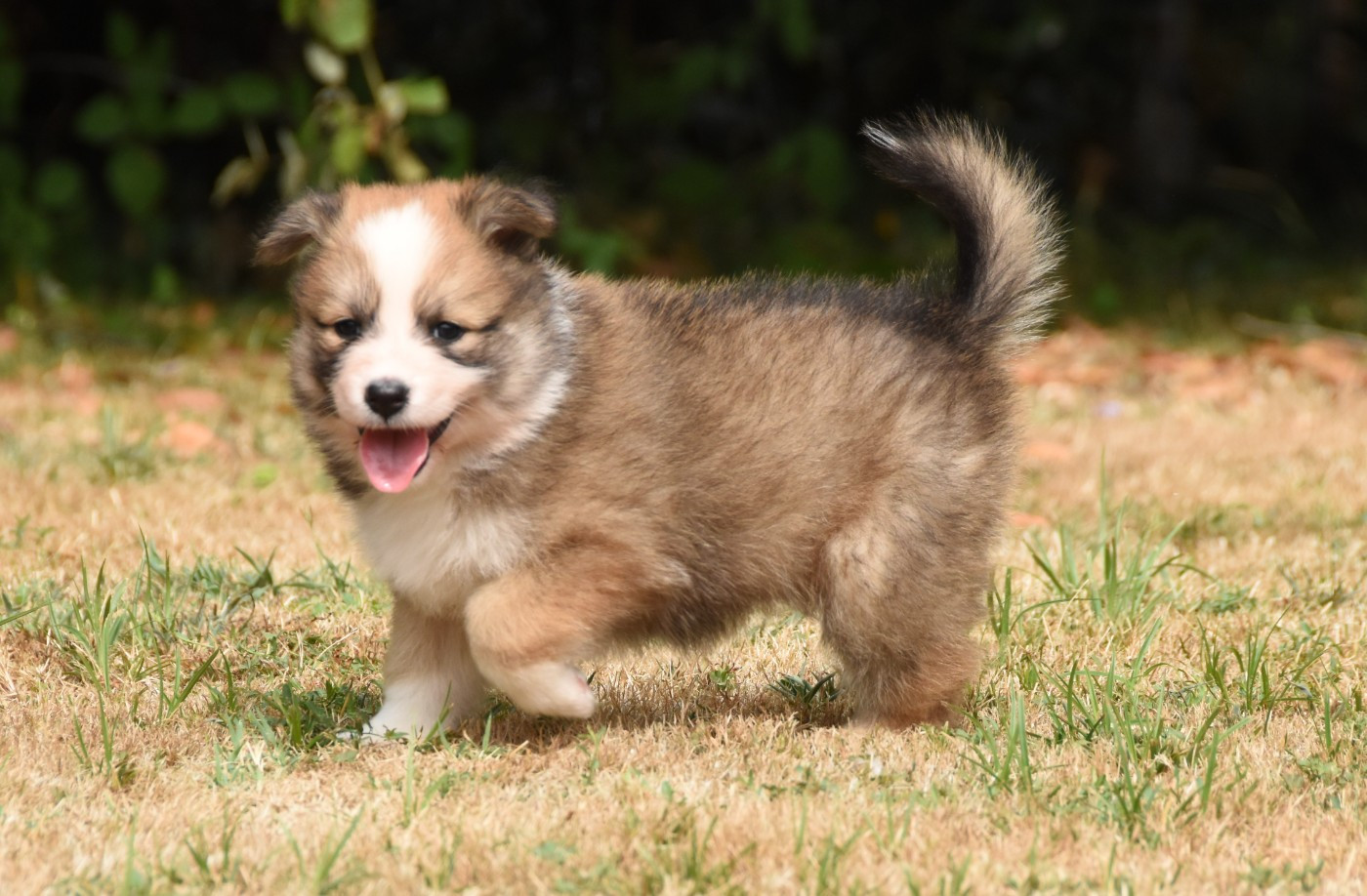 Chiot N°5
