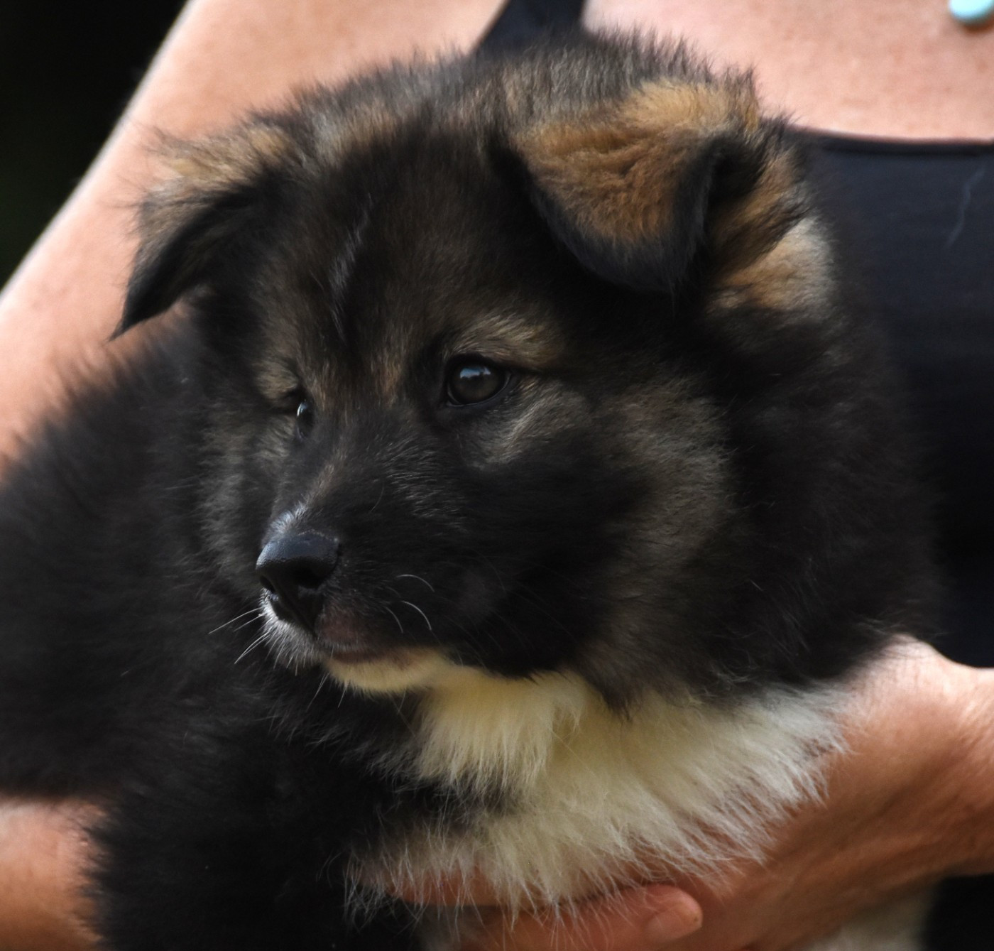 Chien finnois de Laponie - des Collines de Sagne
