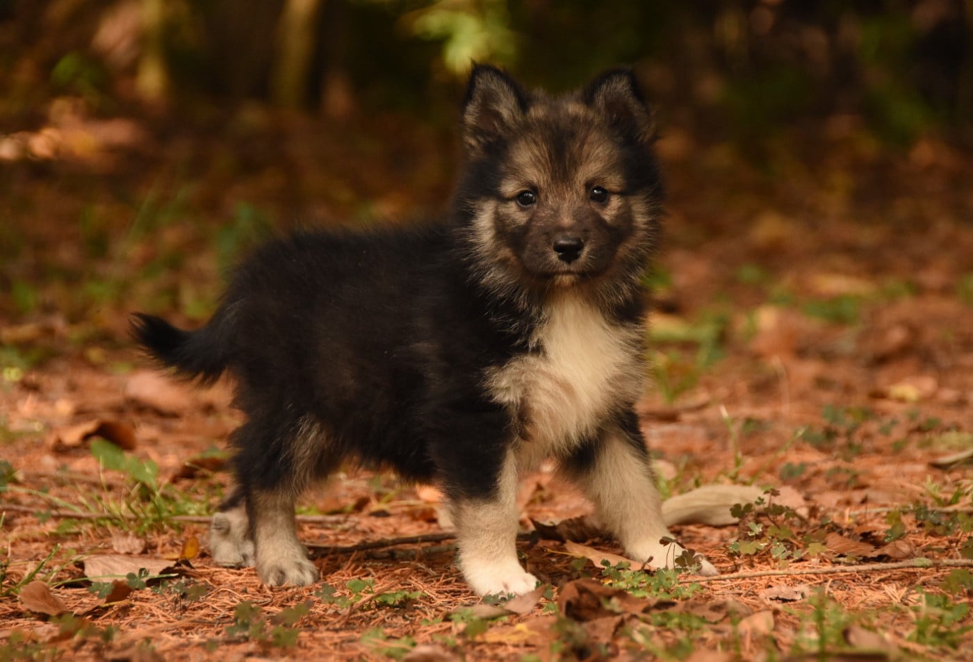 Chien finnois de Laponie - des Collines de Sagne
