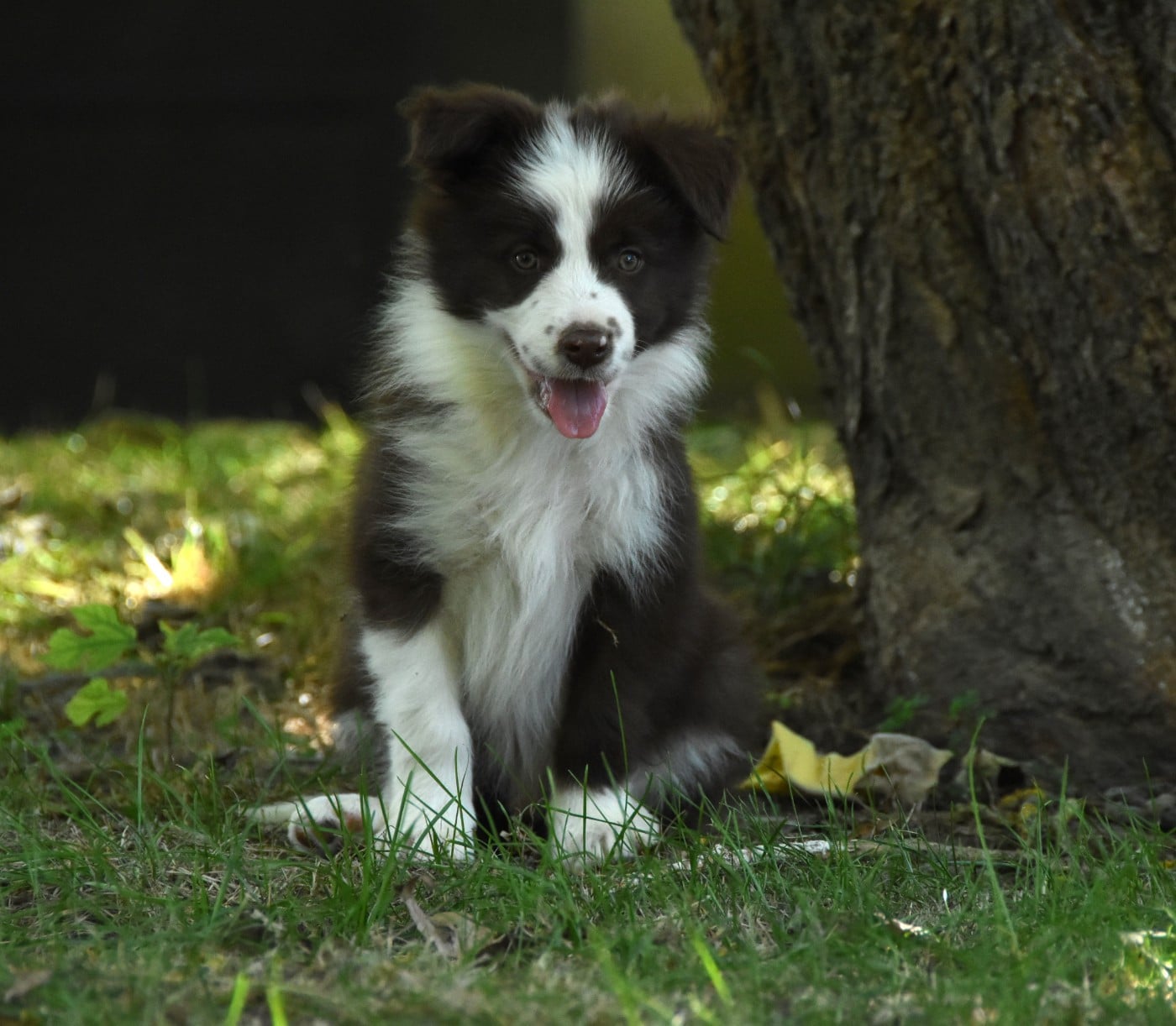 Border Collie - des Collines de Sagne