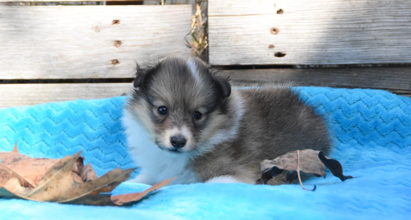 Shetland Sheepdog - des Collines de Sagne