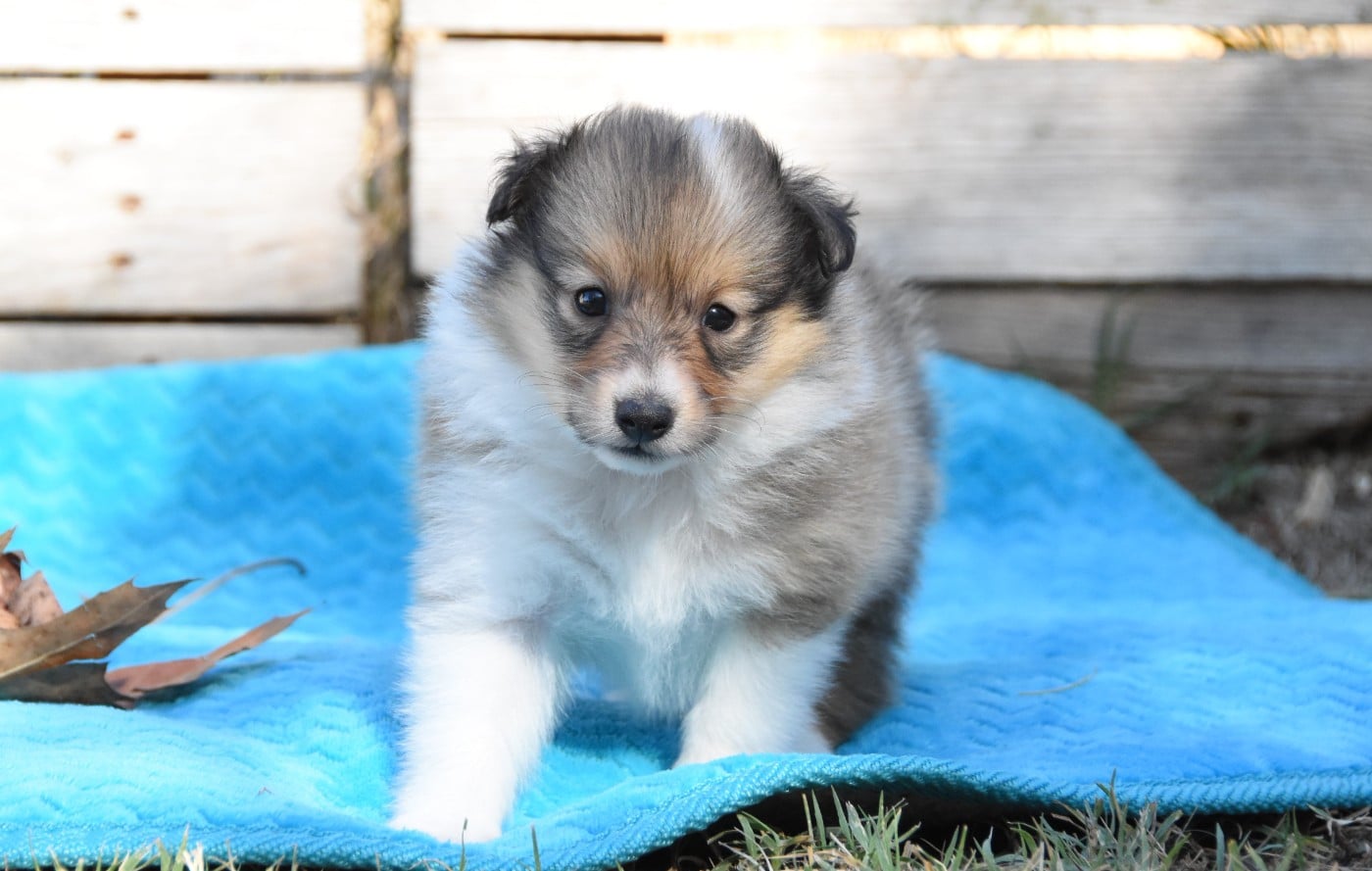 Chiot N°1