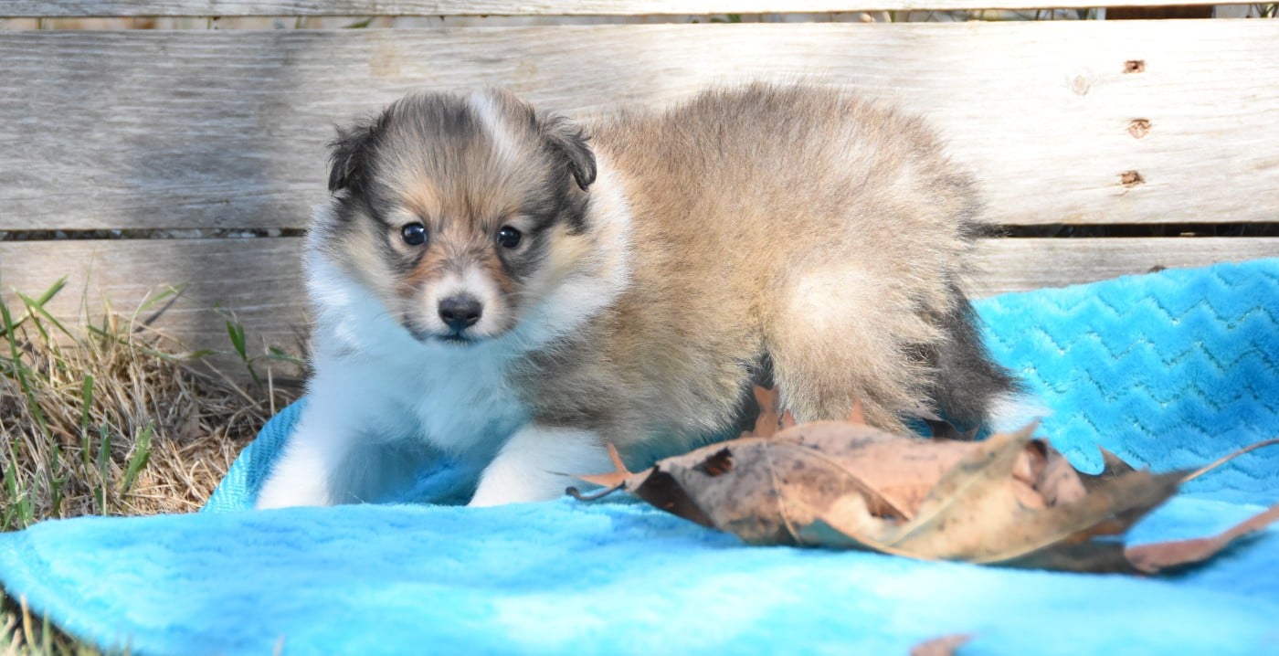 Chiot N°1