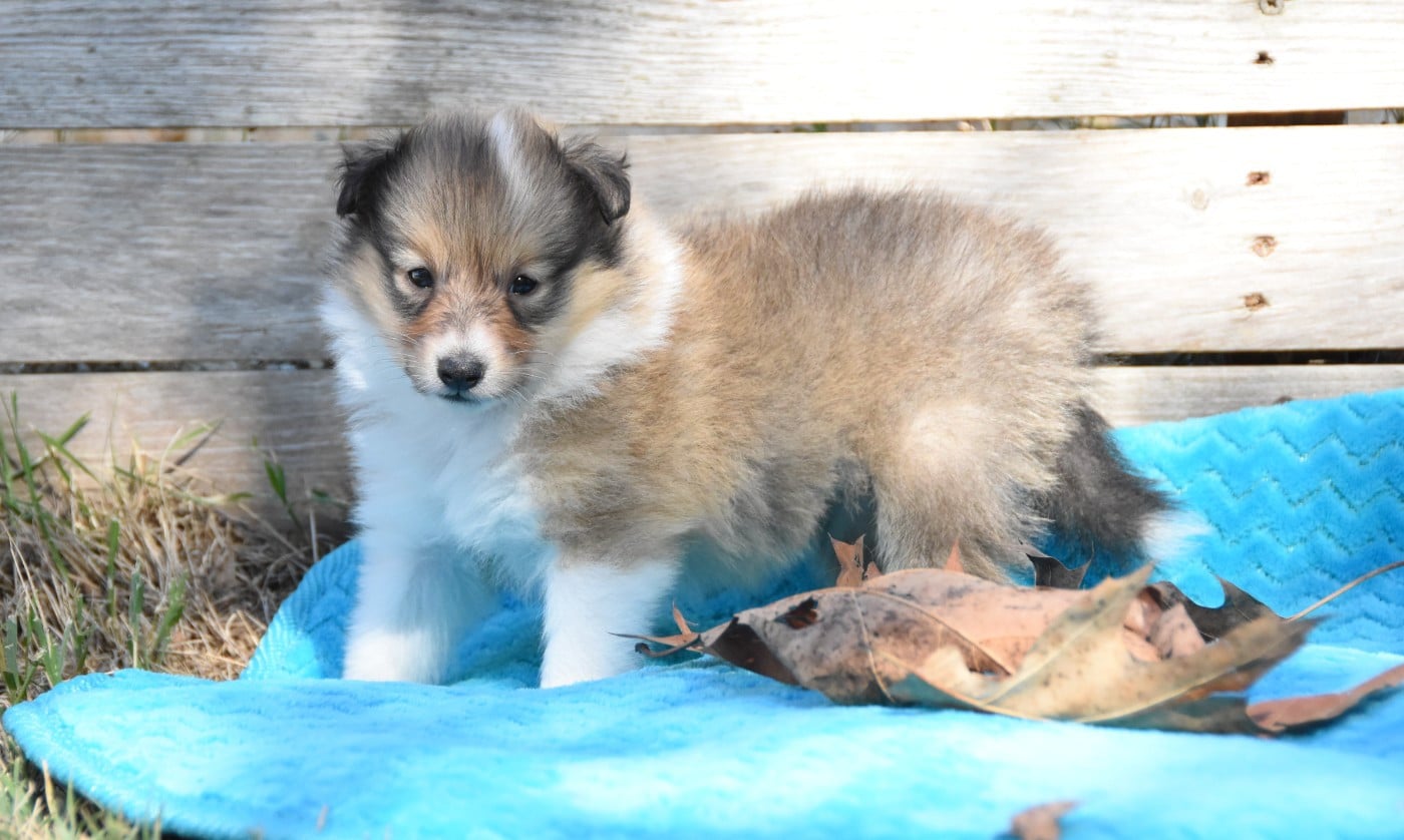 Chiot N°1