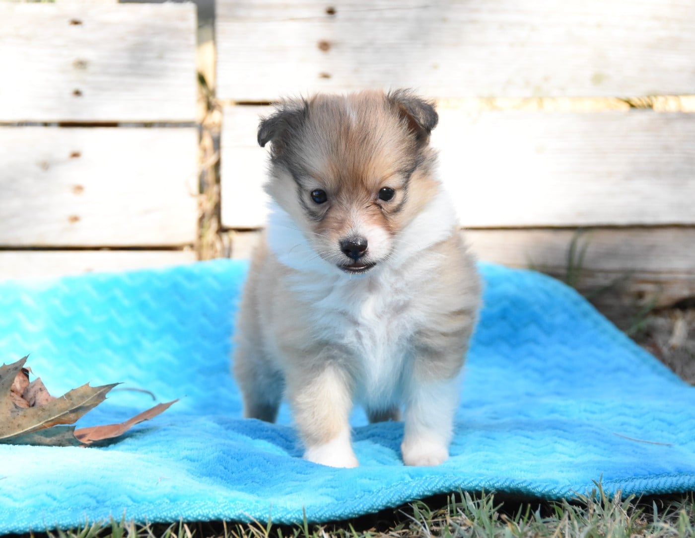 Chiot N°2