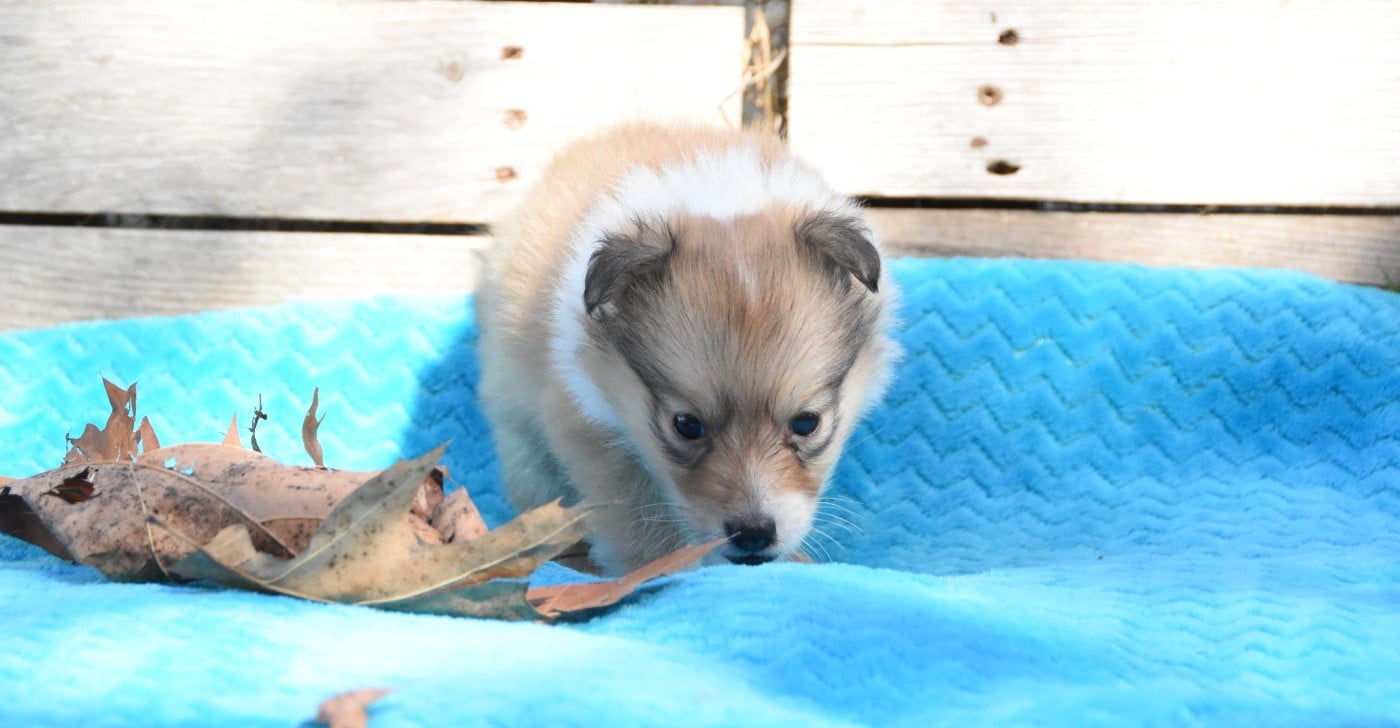 Chiot N°2