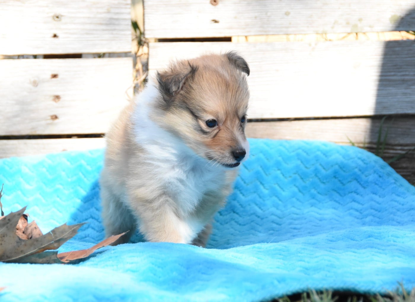 Chiot N°2