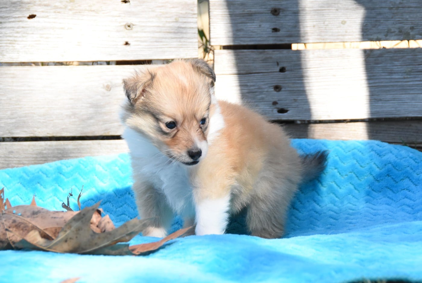 Chiot N°2