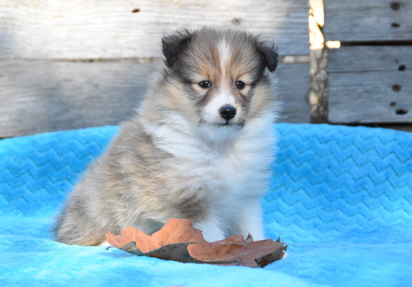 Chiot N°4