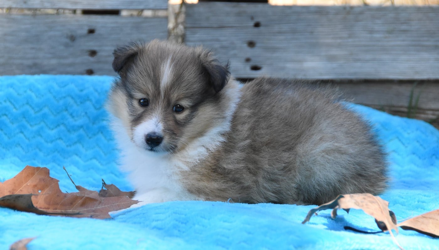 Chiot N°4