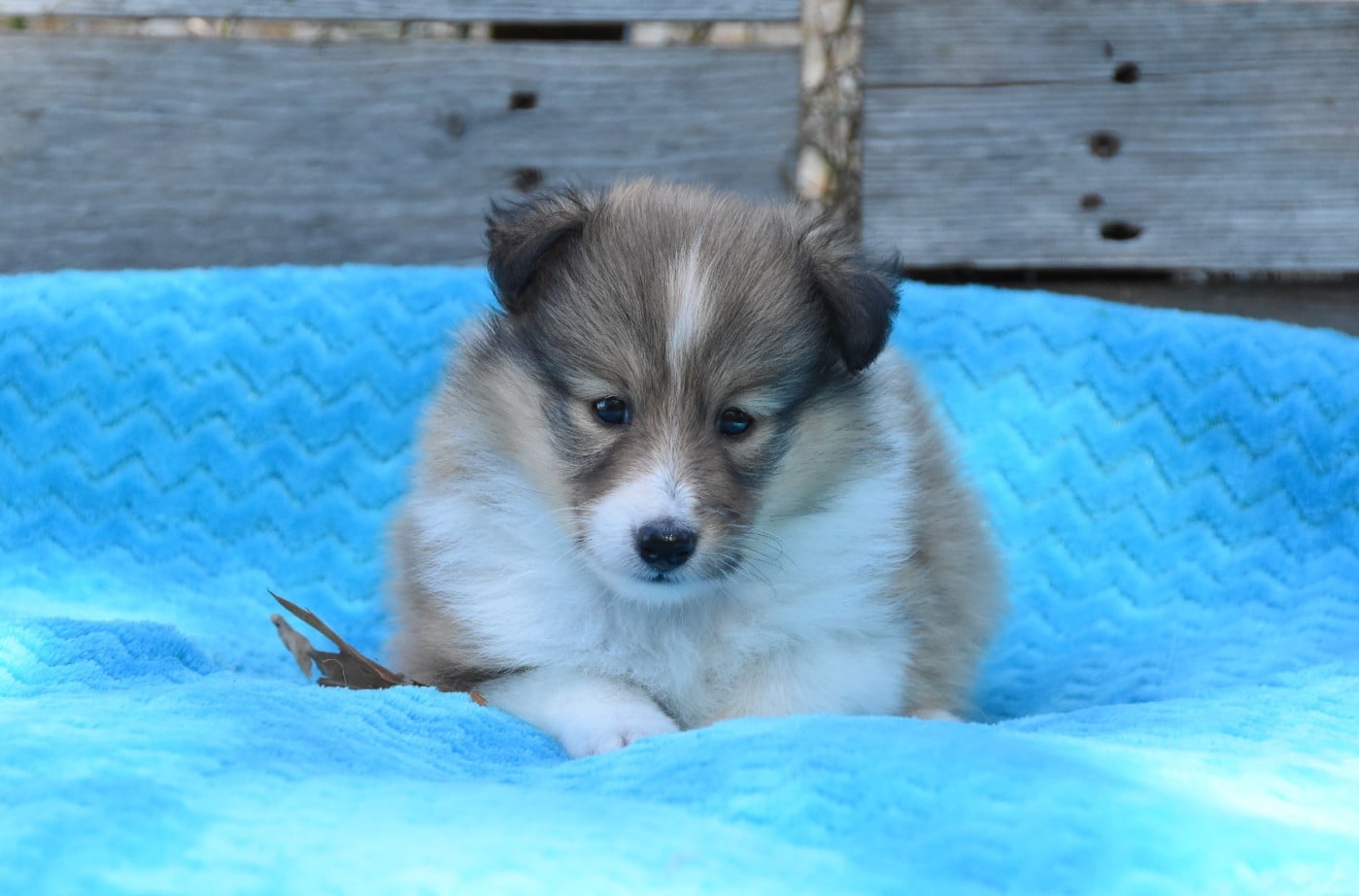 Chiot N°4