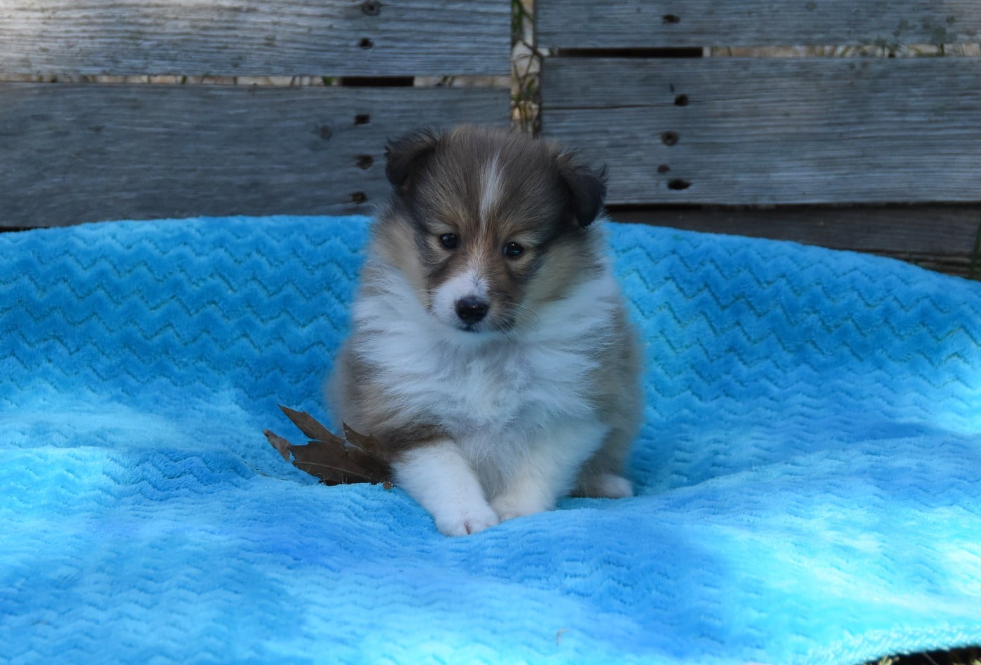 Chiot N°4