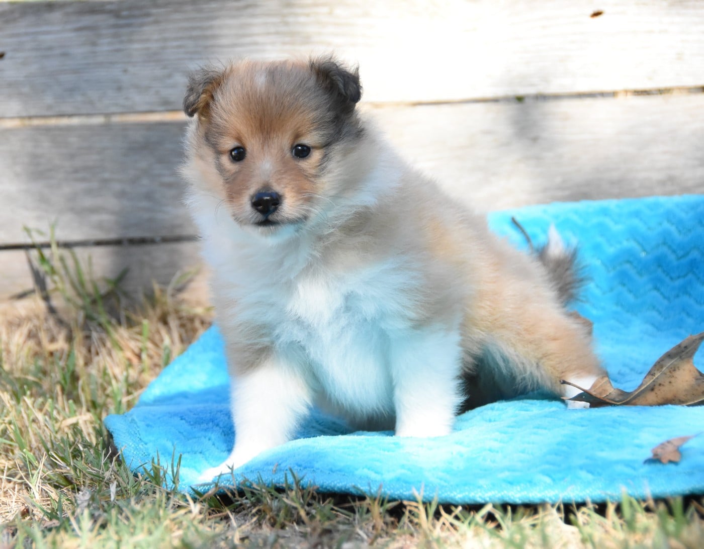 Chiot N°3