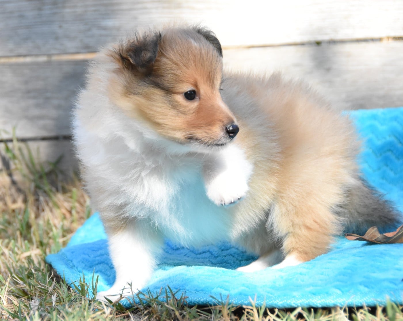 Chiot N°3