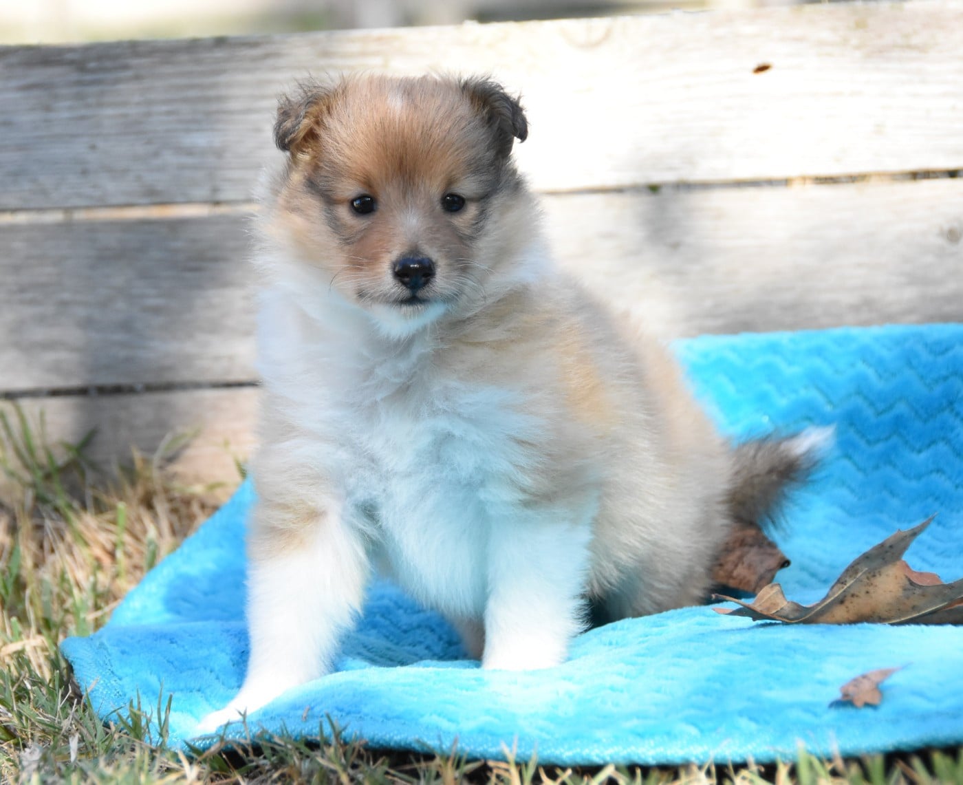 Chiot N°3