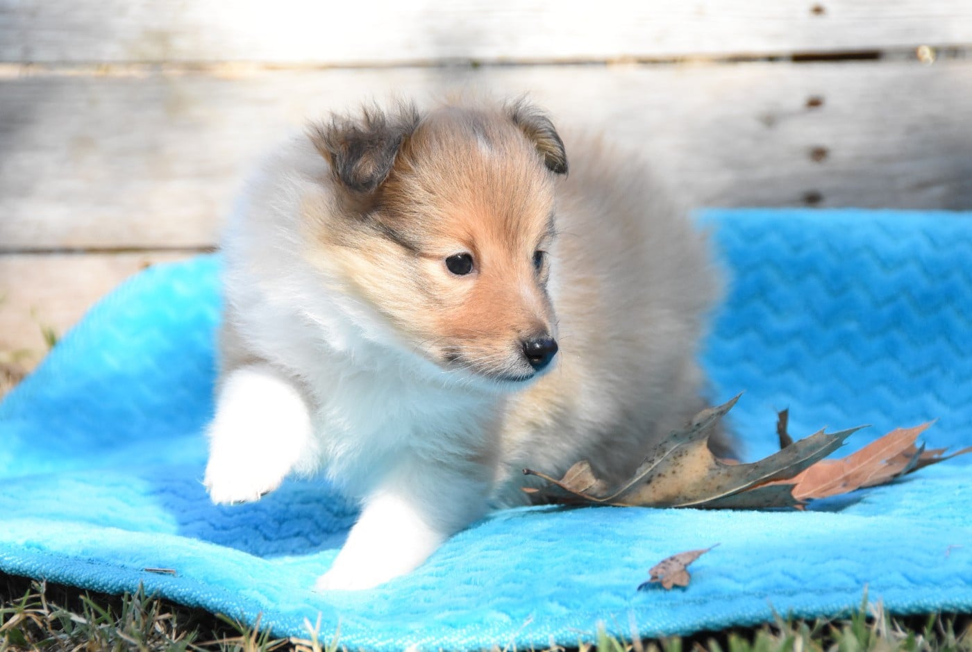 Chiot N°3