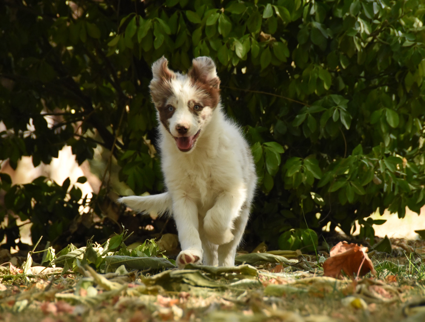 Chiot N°5