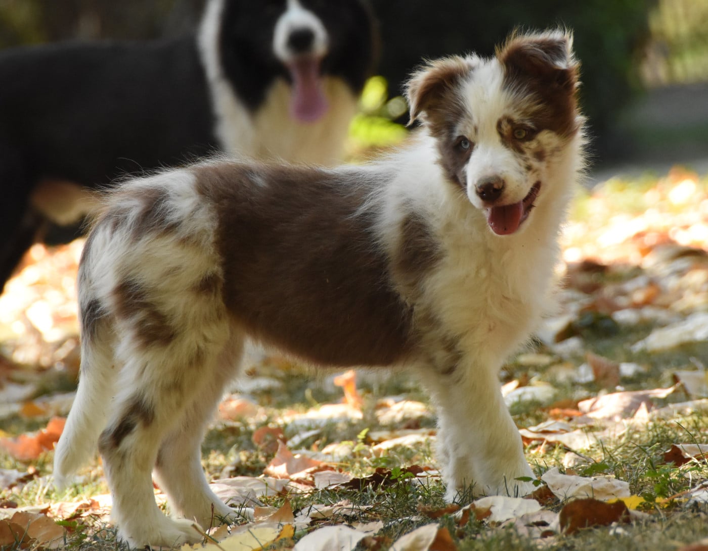 Chiot N°5
