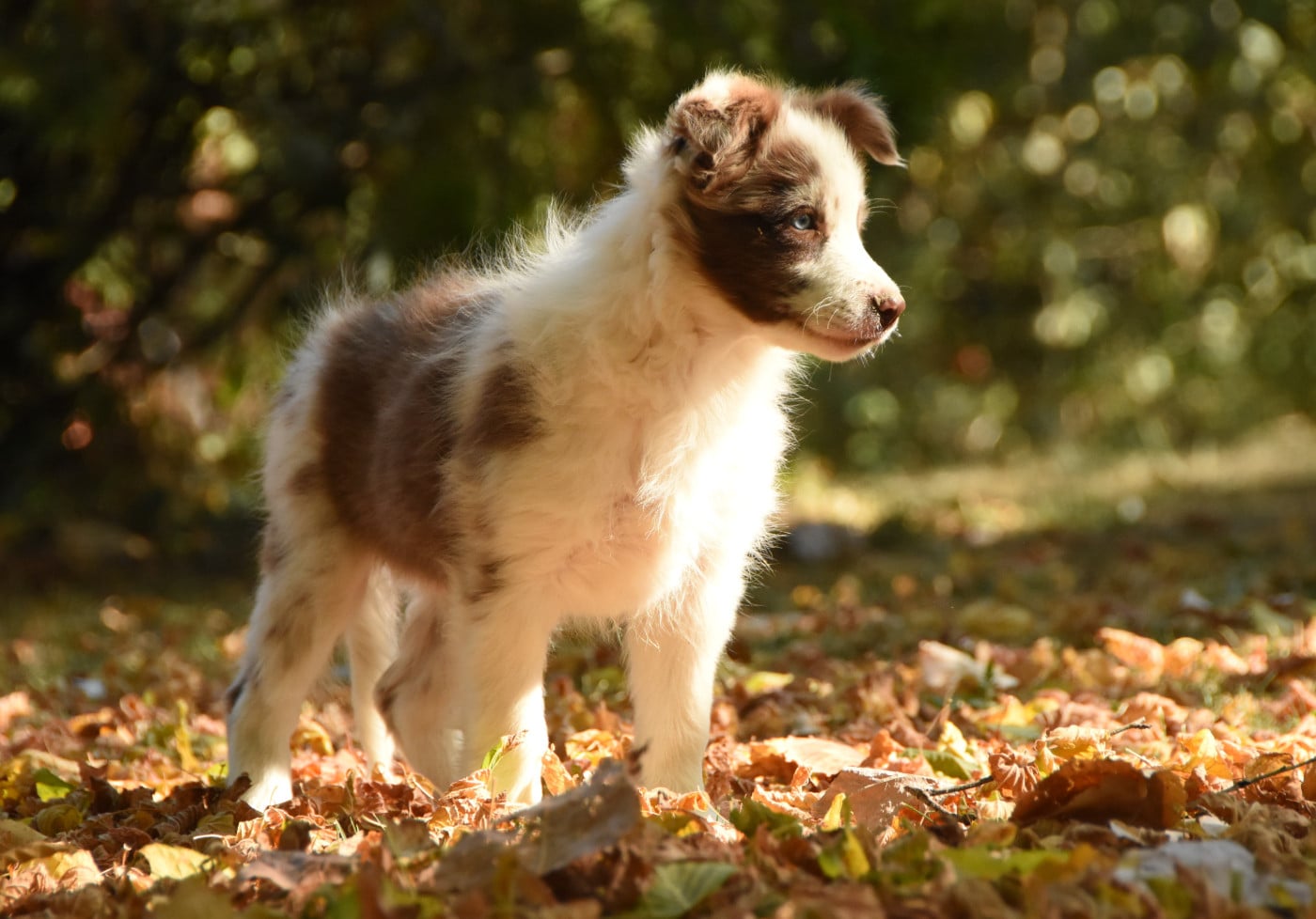 Chiot N°5