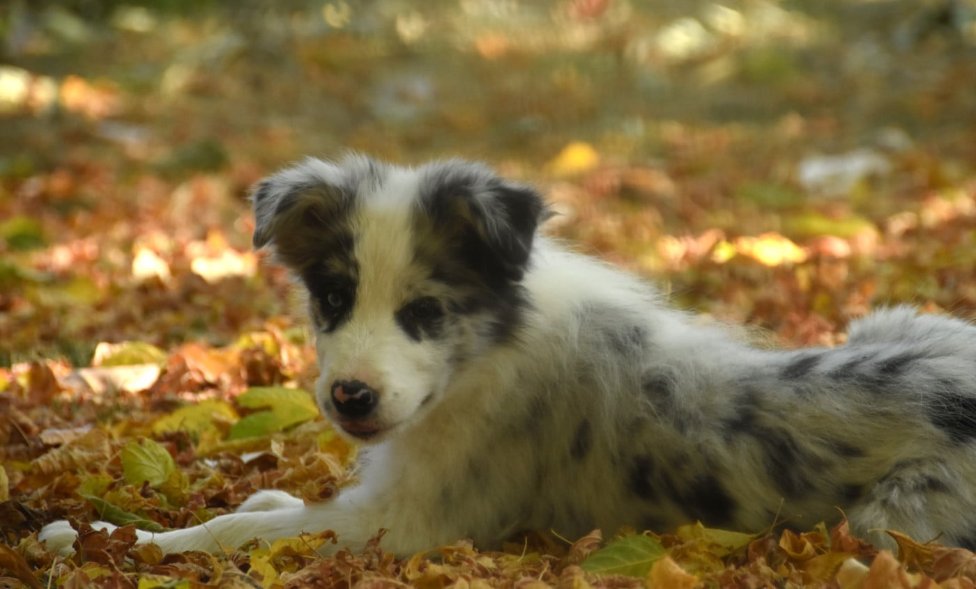Chiot N°2