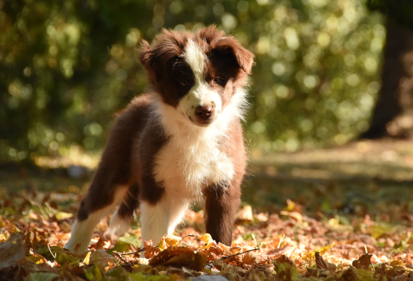 Border Collie - des Collines de Sagne