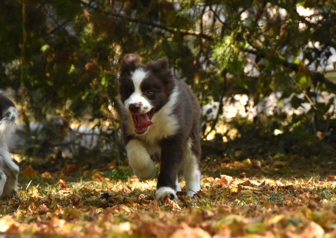 Chiot N°1
