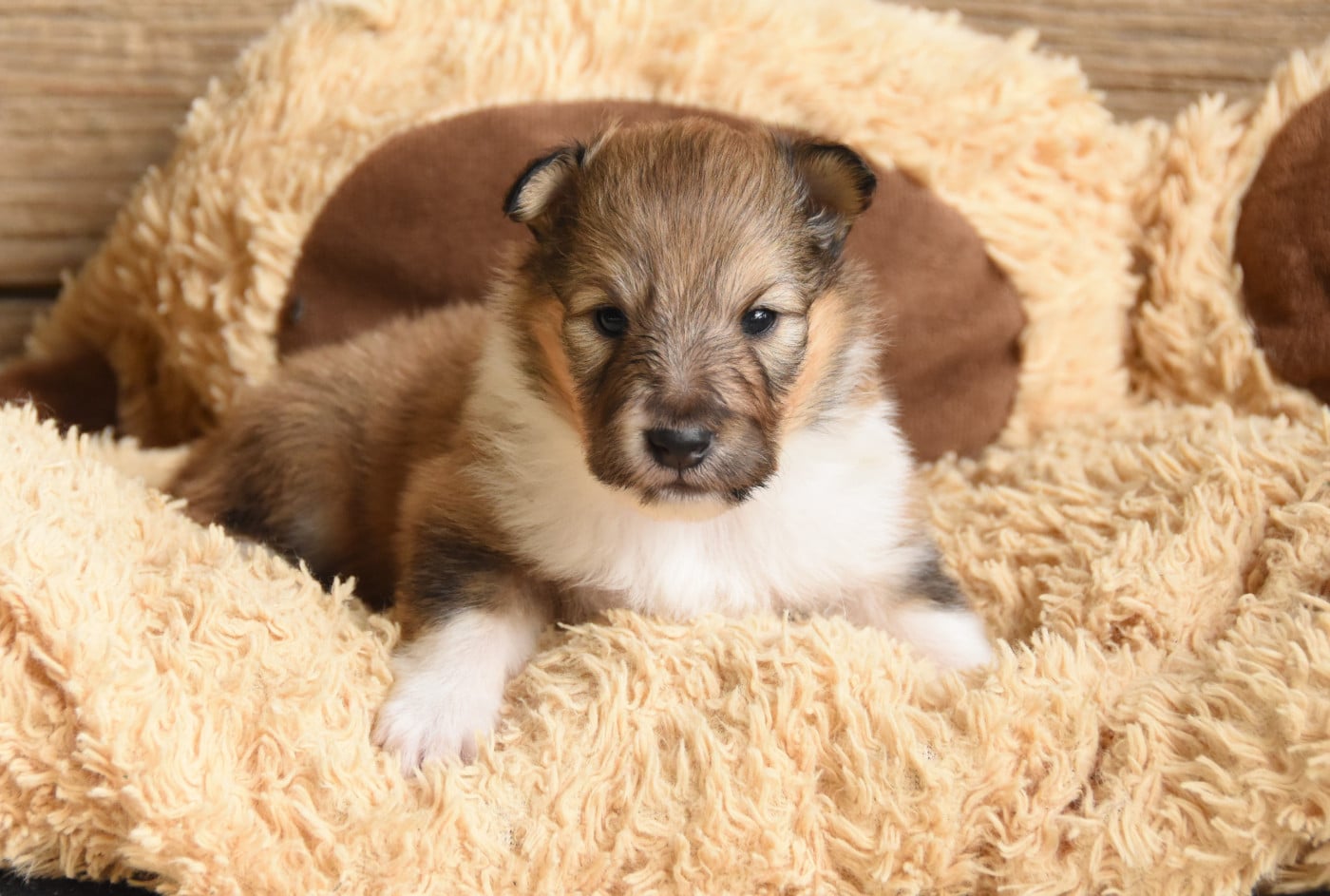 Chiot N°1
