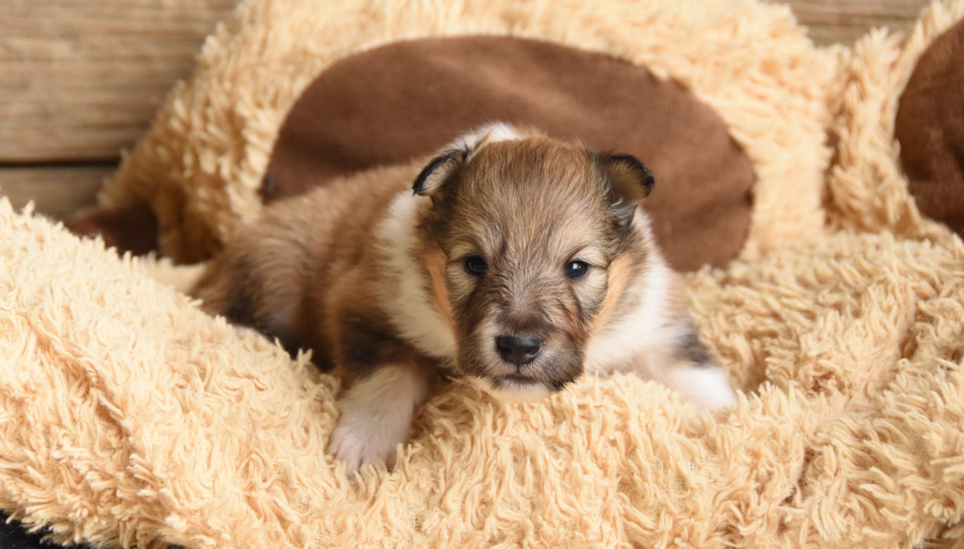 Chiot N°1
