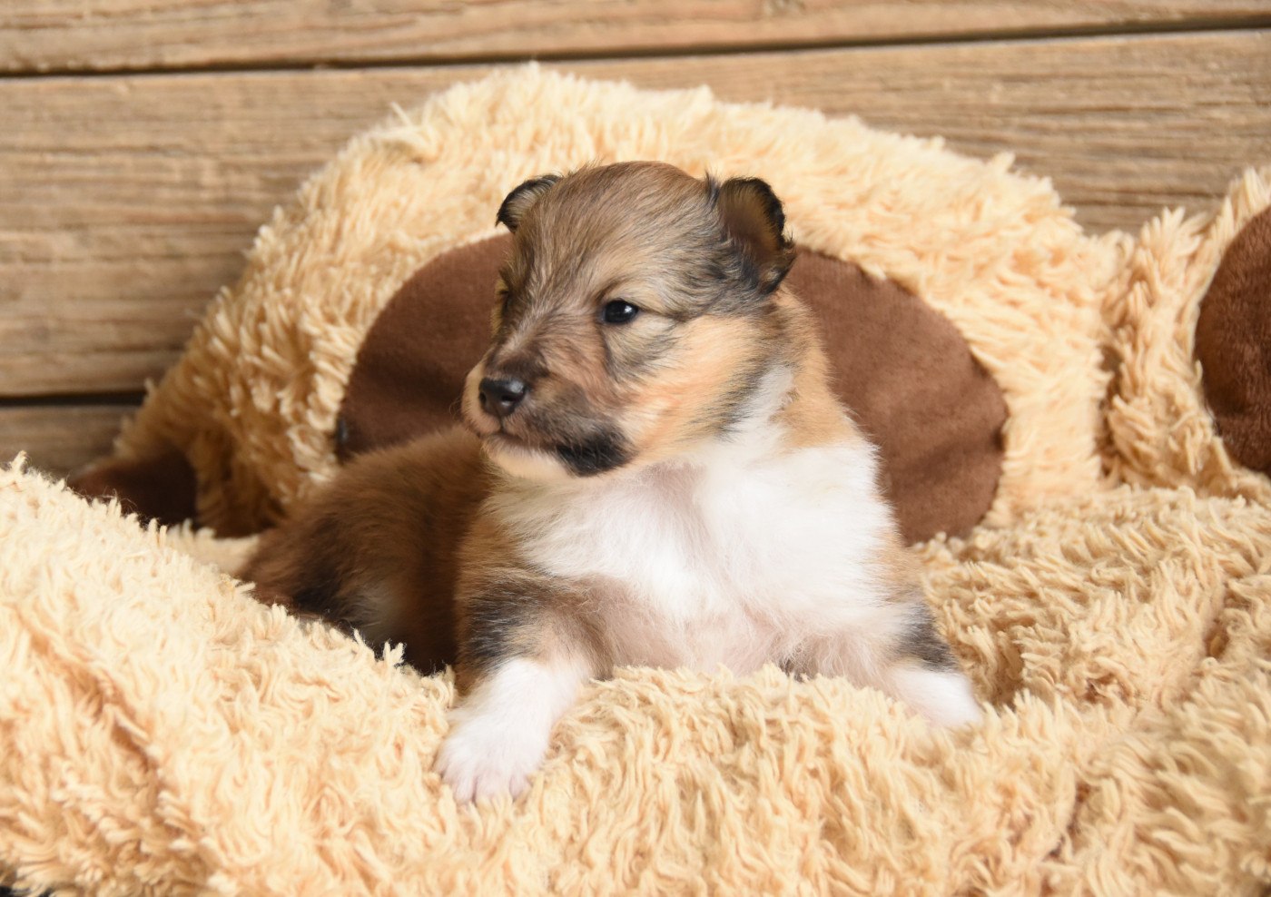 Chiot N°1