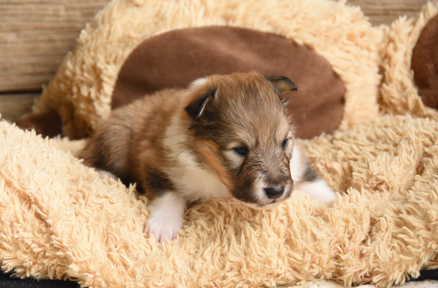 Chiot N°1