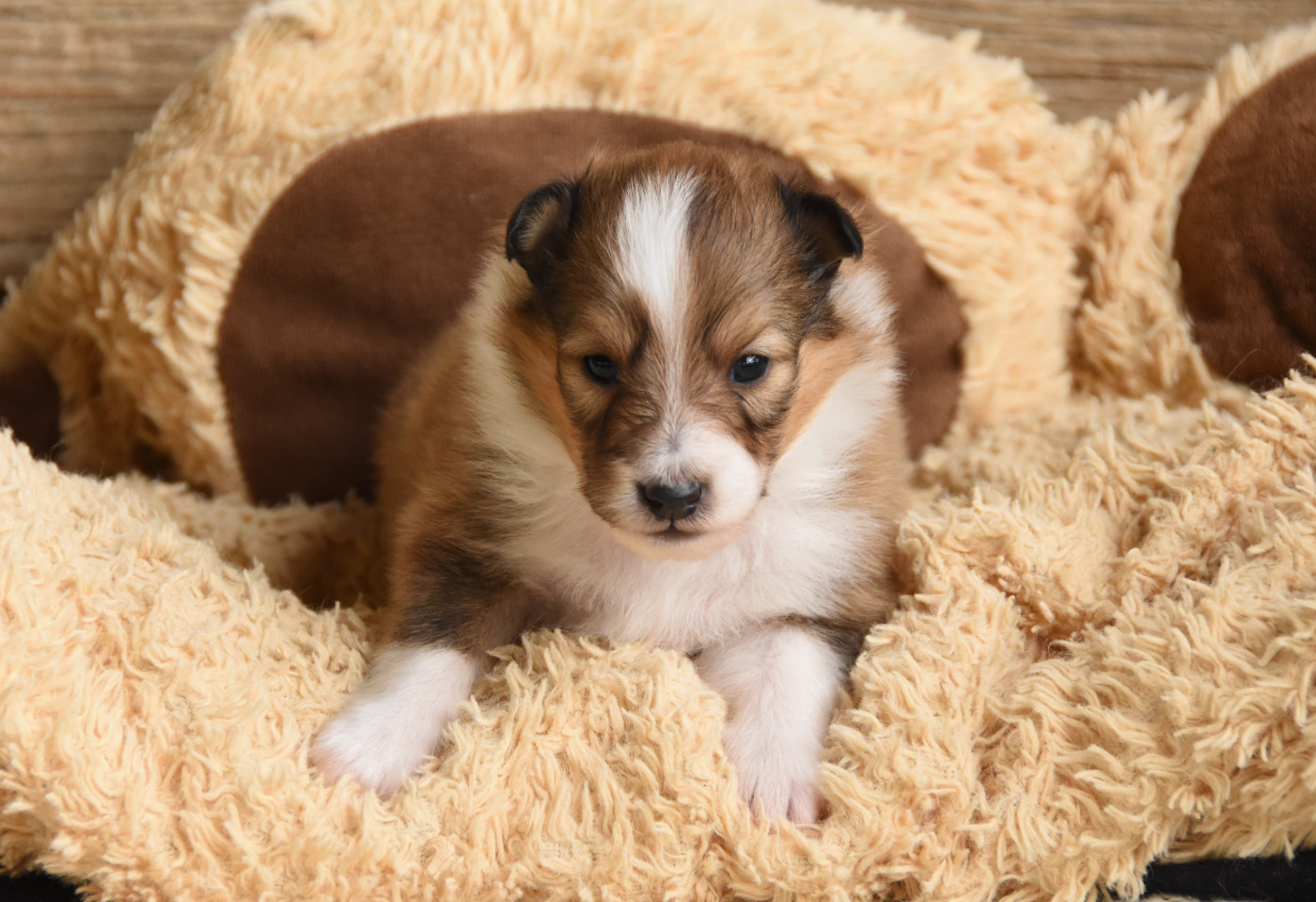 Chiot N°2