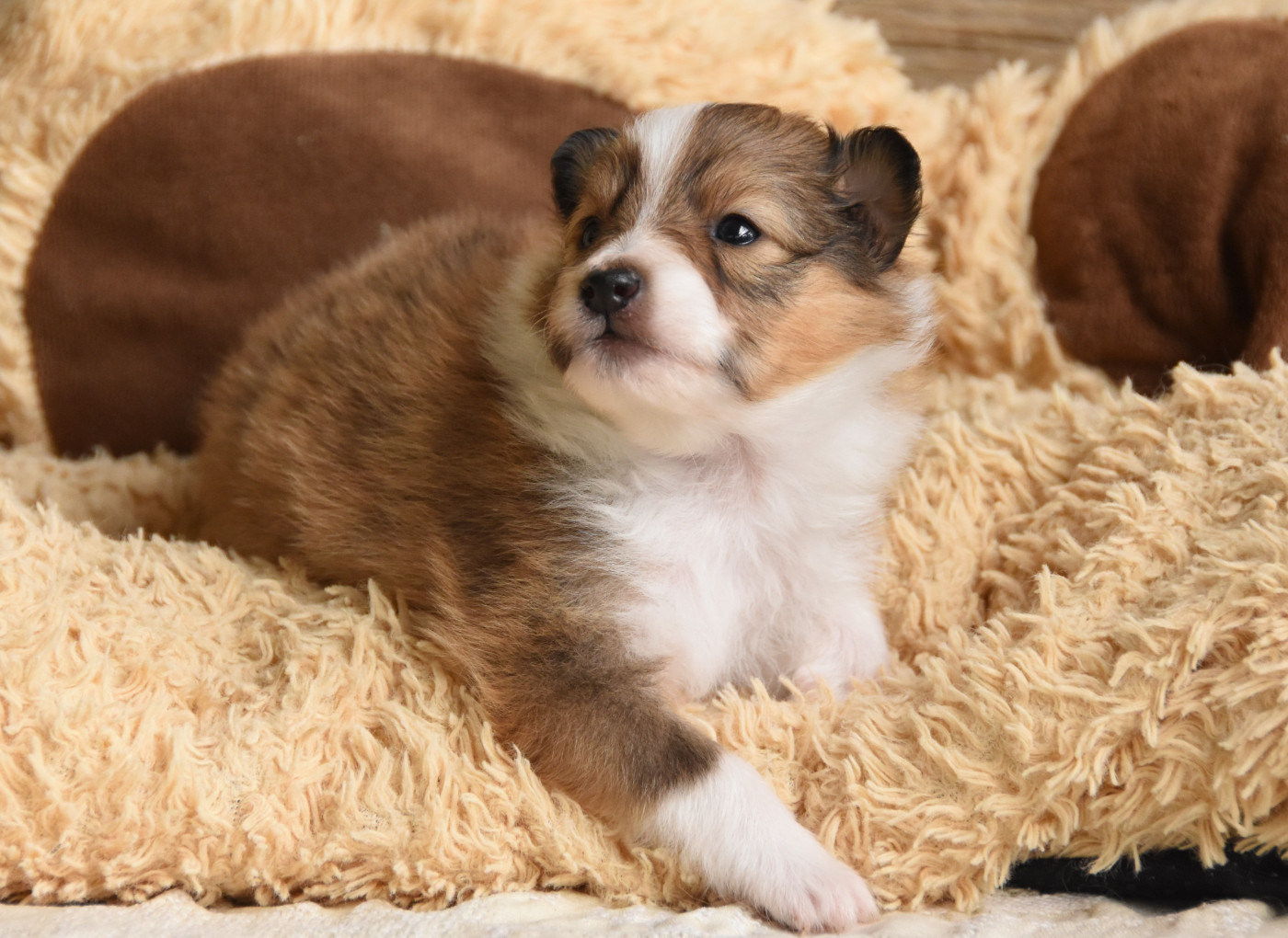 Chiot N°2