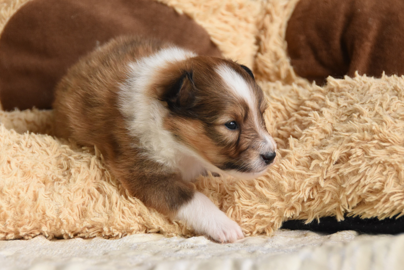 Chiot N°2