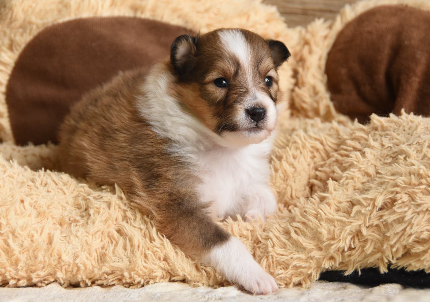 Chiot N°2