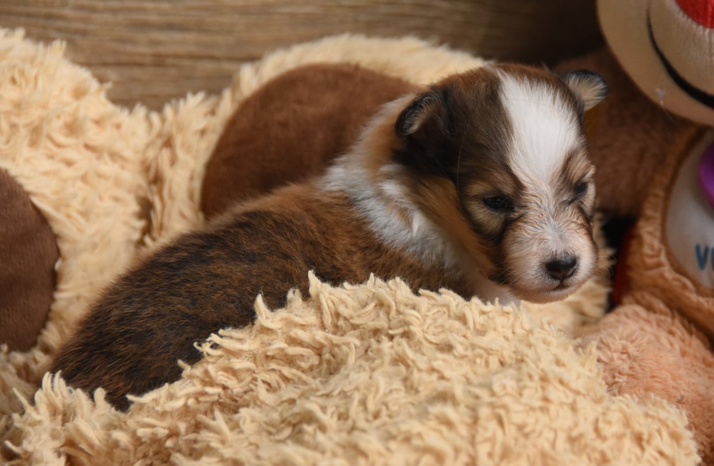 Chiot N°3
