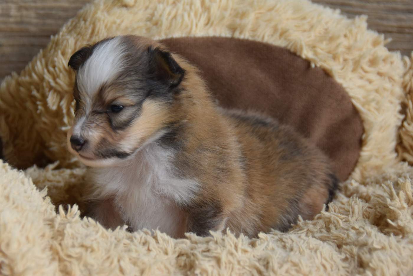 Chiot N°3