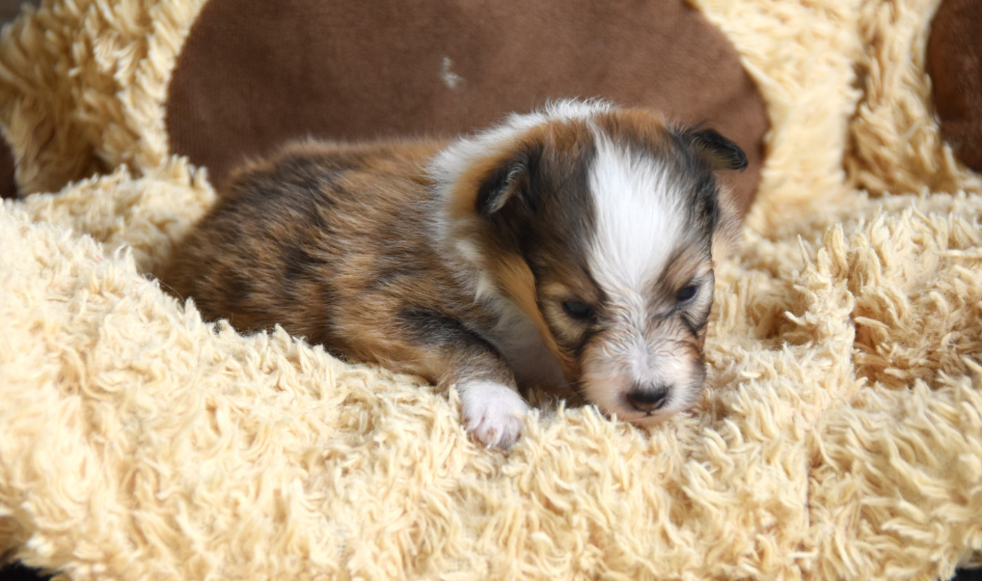 Chiot N°3