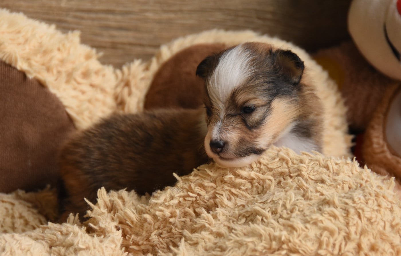 Chiot N°3
