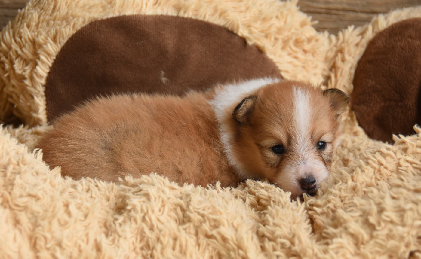 Chiot N°4