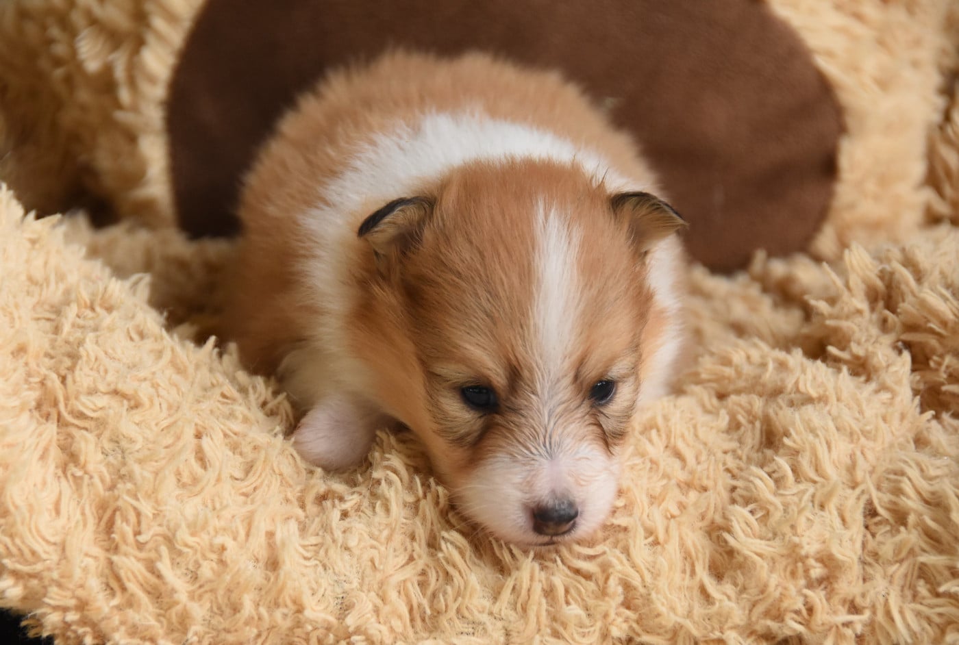 Chiot N°4