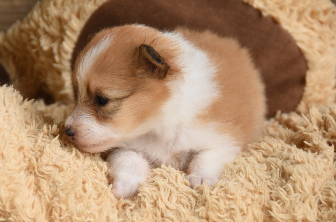 Chiot N°4