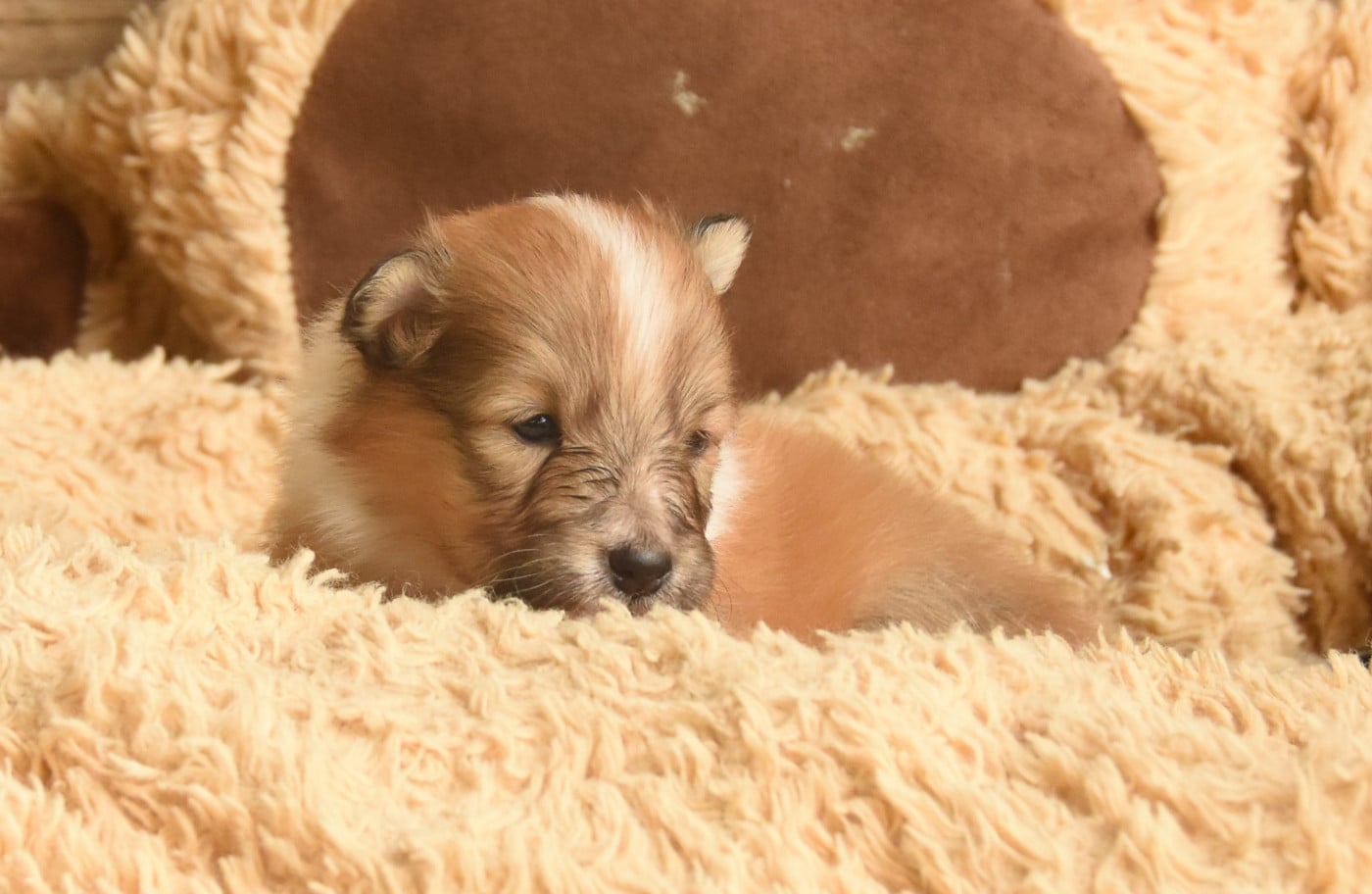 Chiot N°5